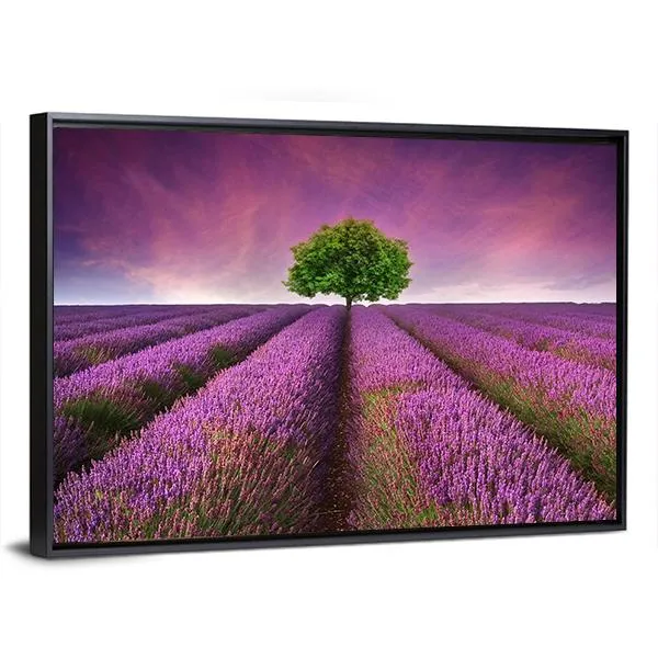 Lavender Field In Summer Canvas Wall Art
