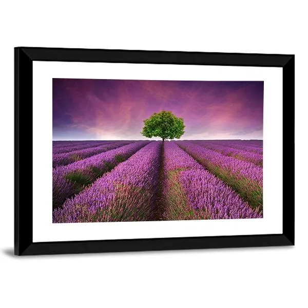 Lavender Field In Summer Canvas Wall Art