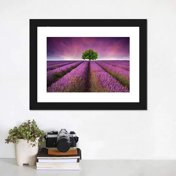 Lavender Field In Summer Canvas Wall Art